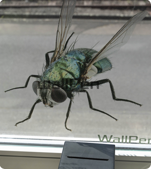 Wanddruck Rheinland Druck auf Glas